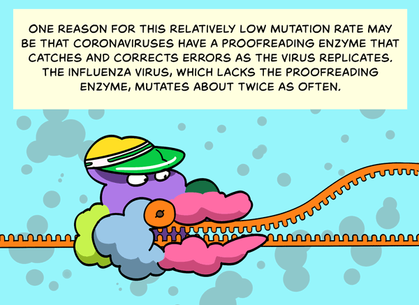 Animated conceptual illustration of the protein correcting errors during replication. Text: One reason for this relatively low mutation rate may be that coronaviruses have a proofreading enzyme that catches and corrects errors as the virus replicates. The influenza virus, which lacks the proofreading enzyme, mutates about twice as often.