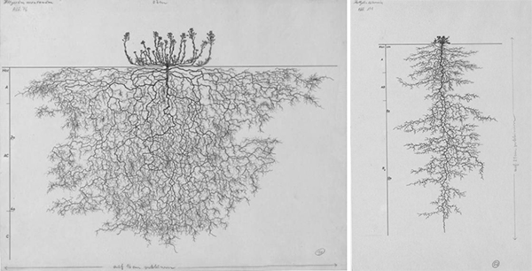Two drawings: on left: a plant with small stems that emerge from the base, and a very large network of fine roots. On right: A small plant with a long taproot and smaller roots branching off.