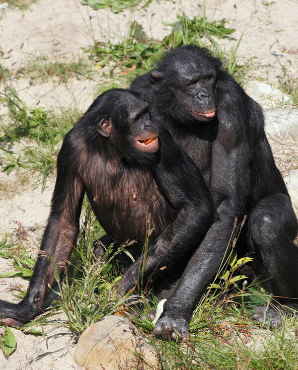 Photo shows bonobos mating