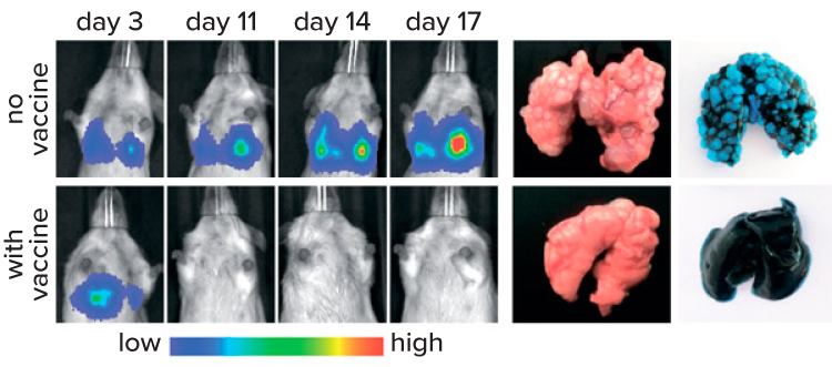 Images show four mouse lungs with successively more intense coloration at day 3, 11, 14 and 17. This is control mice. On the bottom, another set of four lungs show some coloration on day 3 but they are clear on the subsequent days. These are from mice treated with the mRNA vaccine. On right are photos showing control lungs with a lot more tumor growth than lungs from treated mice.