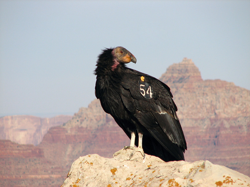 Photo of a California condor perched on a rock with red cliffs in the distance. There is a large “54” on its side.