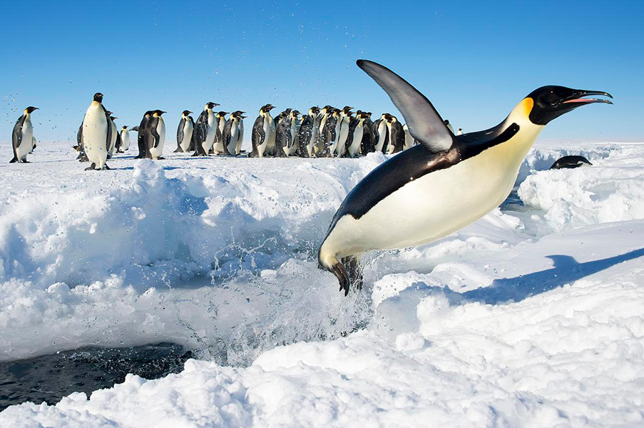 Photograph of an emperor penguin in the snow, with a group of other penguins in the background.