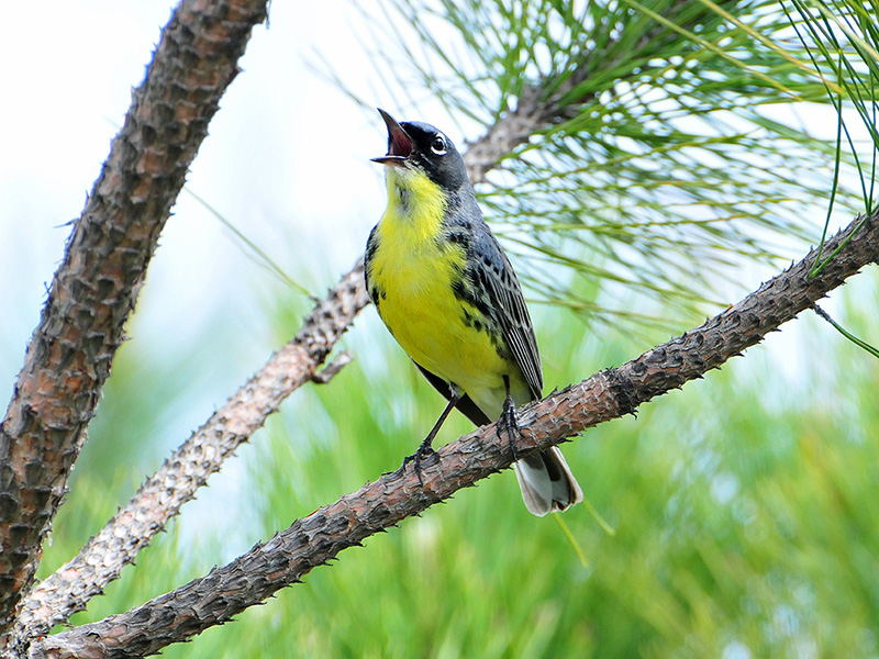 Photo of a yellow breasted bird perched in tree, singing