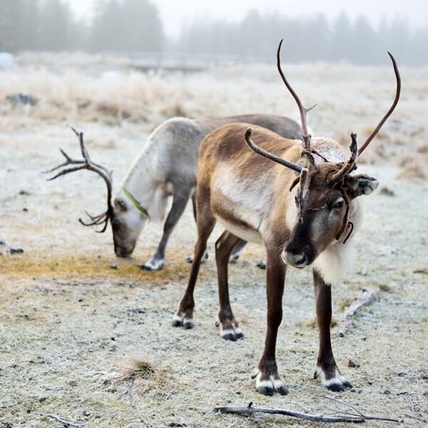 Grazing reindeer in Finnish Lapland.