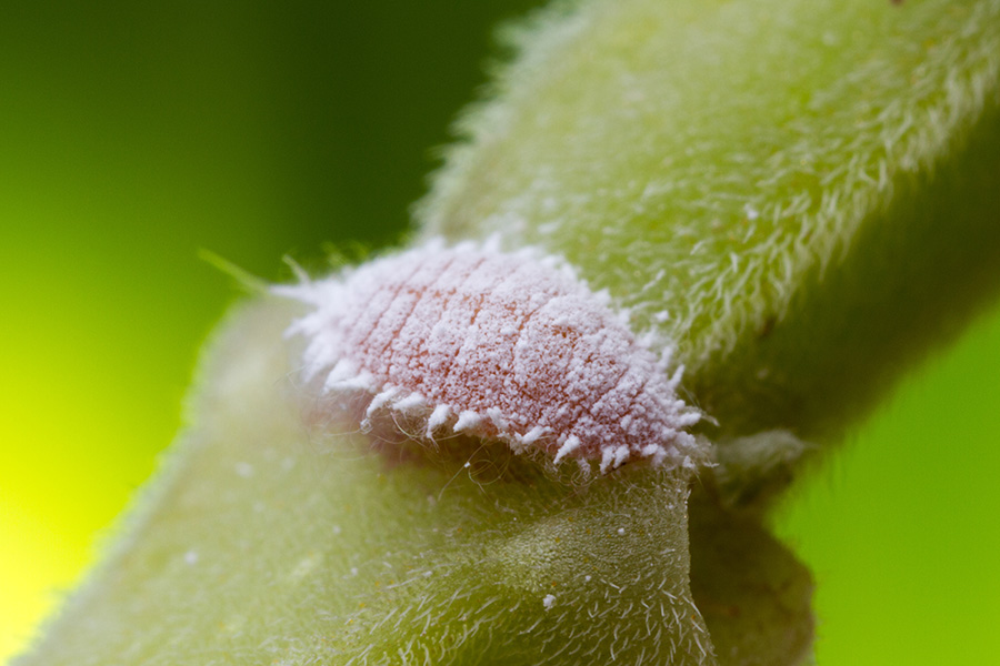 Close-up photo of a small, whitish scale-like insect on a plant leaf.