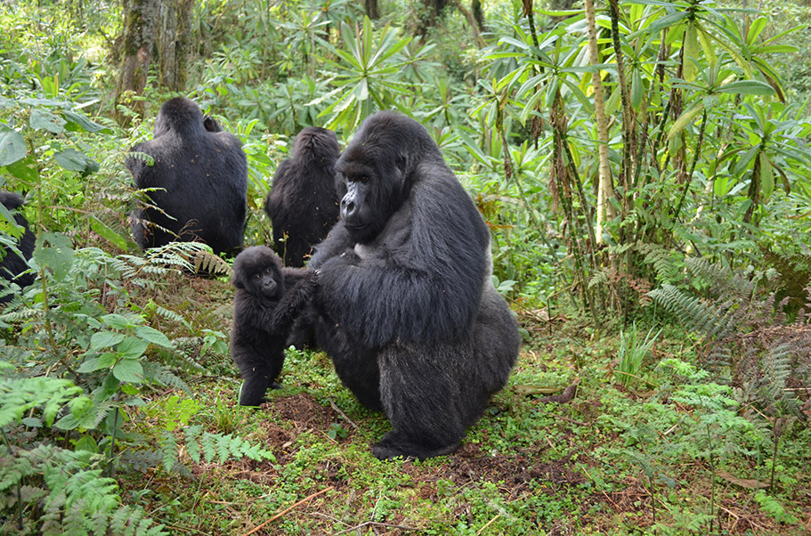 An infant male mountain gorilla stands next to an adult male gorilla, clutching the adult’s hand.