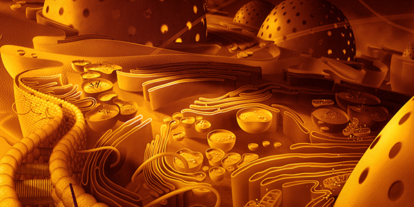 A cutaway drawing of an animal cell, showing many internal structures, including the nucleus, mitochondria and other membrane-bound organelles. How exactly such internal compartments evolved within a 