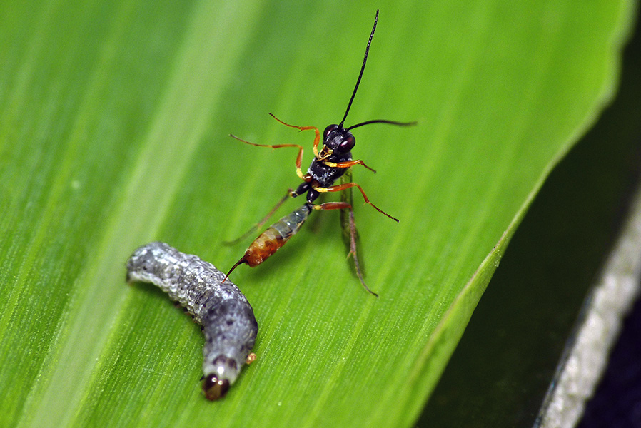 Photo of a wasp injecting its eggs into a silvery caterpillar, on top of a leaf.