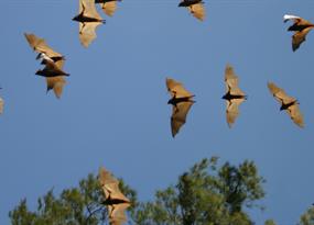 How bats keep viruses at bay
