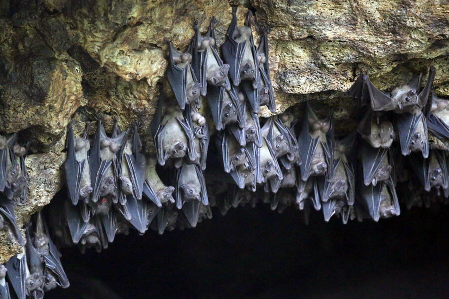 Photo shows several dozen gray Egyptian rousette bats hanging upside down from the rock ceiling of the entrance to a cave.
