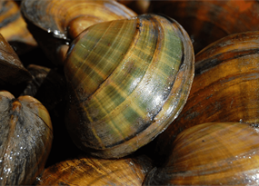 The hidden strengths of freshwater mussels