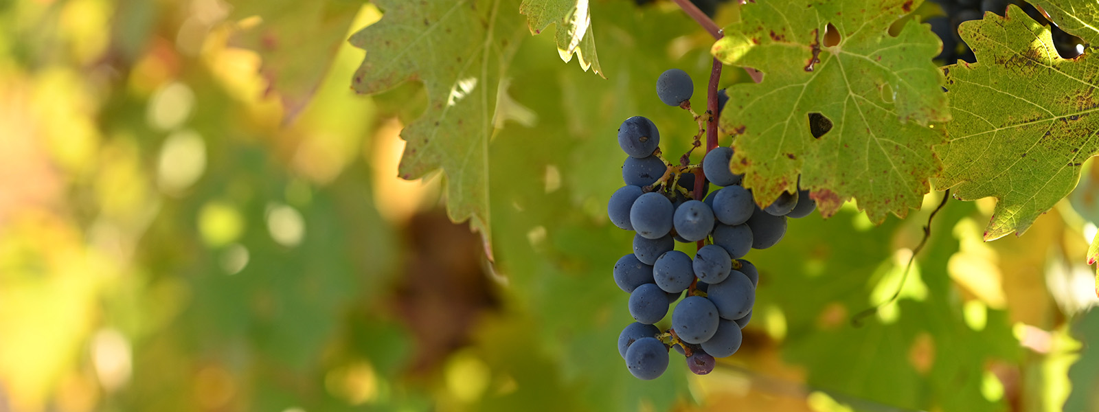 The surprising link between wine corks and climate change » Yale