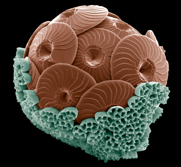 False-colored scanning electron microscope of a coccolithophore species that makes two kinds of limestone plates (shown in brown and light green) and is in the middle of transitioning from one to the other.