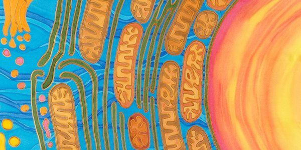 A painting of the interior of a eukaryotic cell highlights a portion of the cell nucleus and the cytoplasm, where numerous mitochondria and bits of the endoplasmic reticulum are visible.