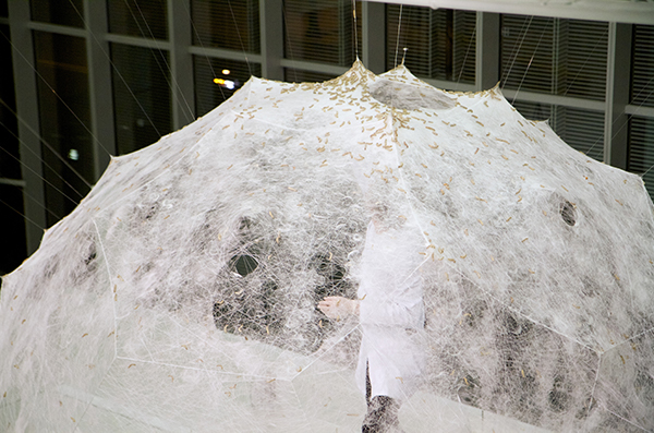 A top-down view of a large dome of white silk threads dotted with yellow silkworms; a person standing inside the dome is visible through the threads.