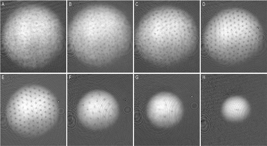Eight microscopic images show a series of white circles with many dark flecks arranged within them. The largest nearly fills the field of view, and the dark spots appear somewhat blurry. In the series, the circles decrease in size and corresponding number of dark spots, which appear more regularly arranged in some of the views.