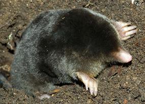 The extraordinary case of the ferocious female moles