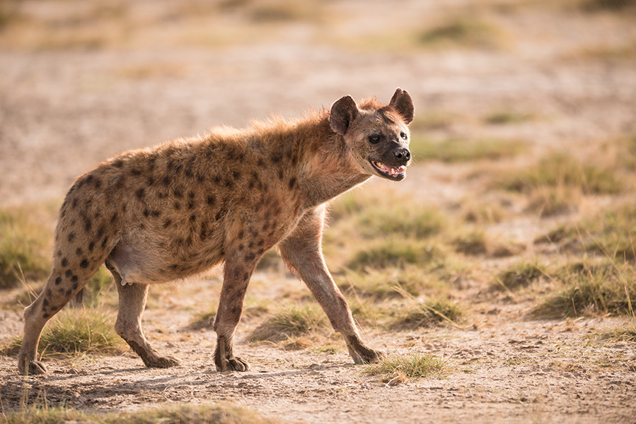 Female spotted hyena (Crocuta crocuta) in Amboseli National Park, Kenya.