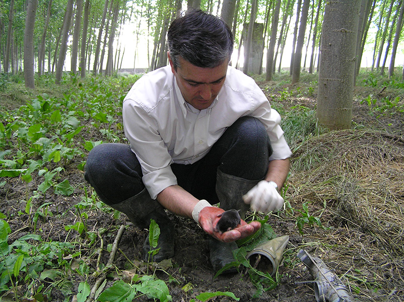 A man in a white shirt, dark pants and rubber boots, squatting and holding a small Iberian mole in his hands, in the middle of a forest.