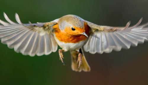 Photograph of a robin