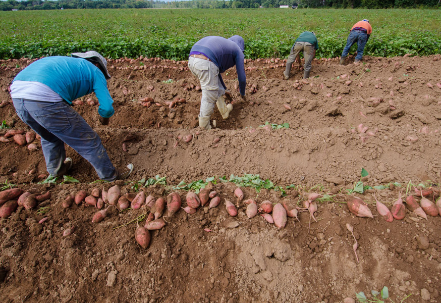 Four farmworkers are visible bending down to unearth sweet potatoes in a field. 