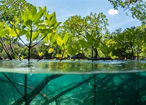Many mangrove restorations fail. Is there a better way?