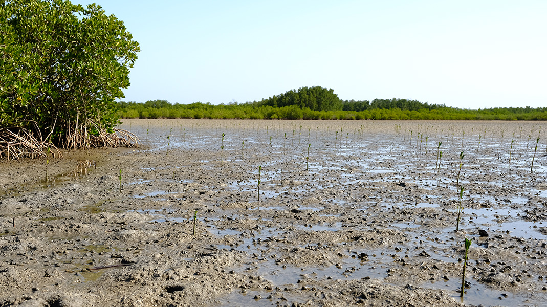 Photo of a mudflat-like area with mangrove seedlings planted in it. 