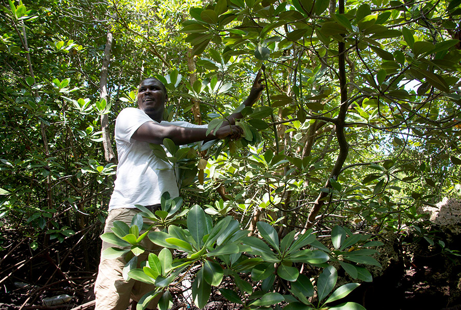 Photo of a Kenyan biologist standing in a mangrove forest.