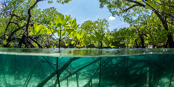  Half-submerged photo of a mangrove forest, showing root systems below water level and branches above.