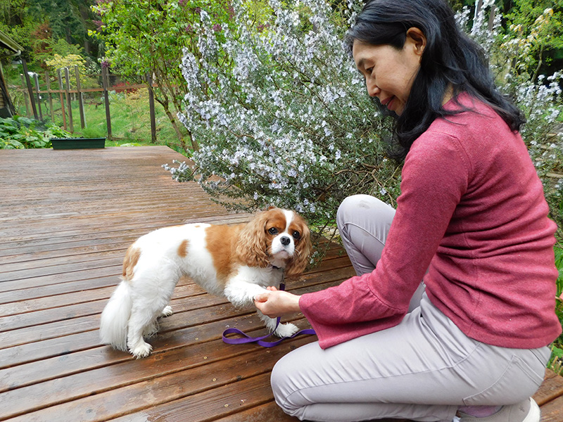 A dark-haired woman in a pink shirt is kneeling down on a wooden deck petting her pet dog, a Cavalier King Charles spaniel.
