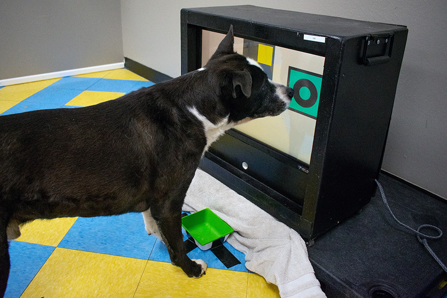 Photograph of a black and white dog pressing its nose against a screen. There are two symbols on the screen and the dog is pressing its snout against one of them.