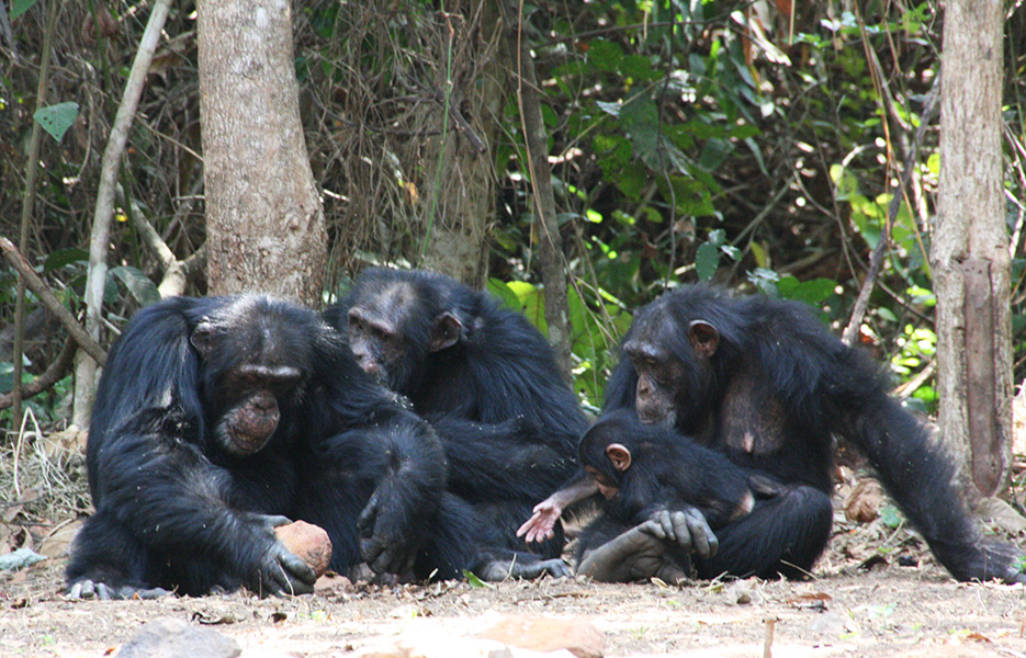 Photograph of three adult chimpanzees sitting on the ground, with tree trunks and foliage behind them. An infant on the lap of one of the females is reaching forward as the male of the group cracks a nut with a rock.