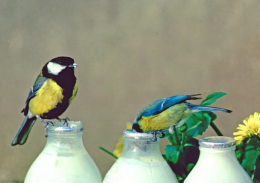 Photograph of three milk bottles with foil tops. A great tit is perched on one bottle. A blue tit has pecked through the foil top of the middle bottle and has poked its head down in the bottle to get the cream.