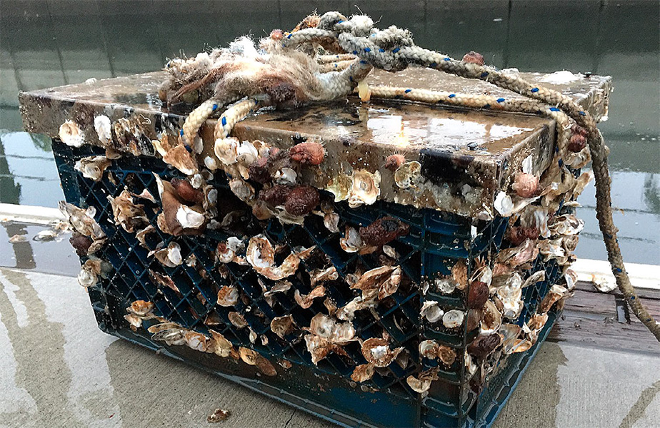 Photograph of a crate covered in shells. A thick rope is attached to the top.