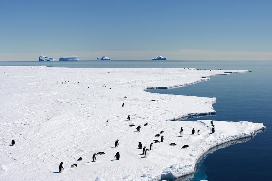 Photograph of a group of penguins on ice.