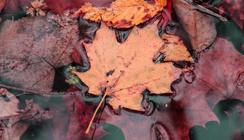 Photograph showing a close-up of red and orange maple leaves floating in water.