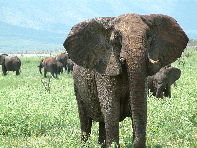 An adult female elephant faces the camera, ears flared out.