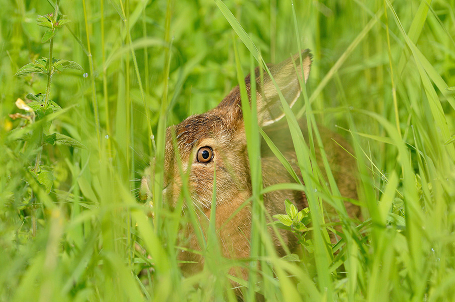 The frightened eye of a European hare peeks out through tall grass