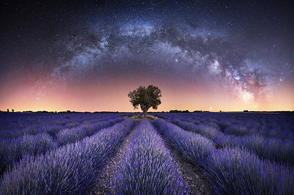 Panoramic photo shows the Milky Way galaxy forming an arc over a lone tree in the midst of rows of lavender. Sunset-like orangish and pinkish colors brighten the night sky along the horizon, reflecting light pollution from a town.