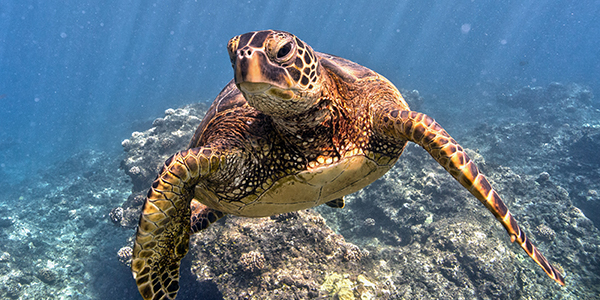 Underwater photograph of a green sea turtle.