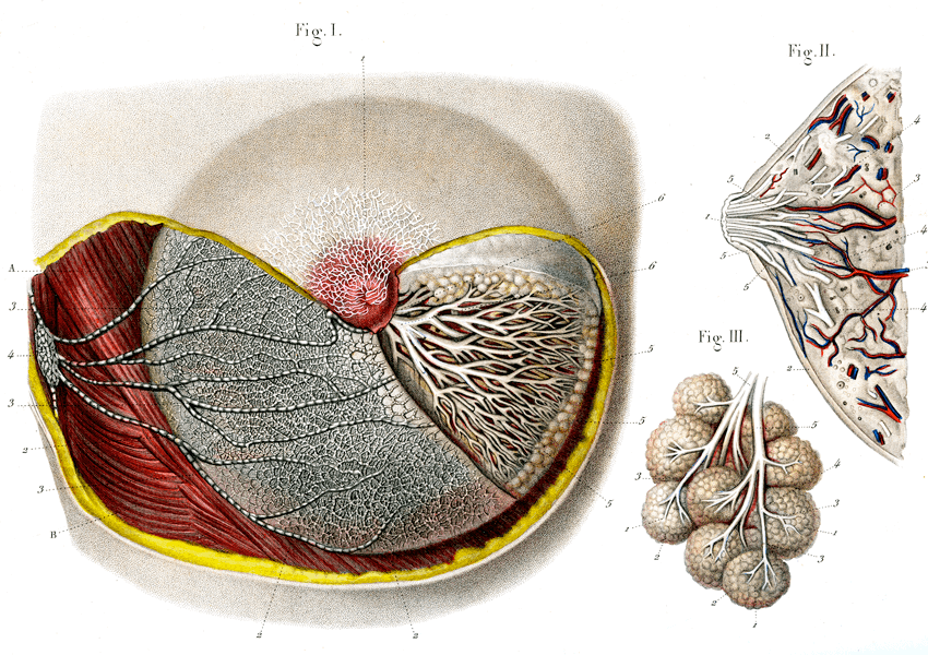 Front- and side-view cutaways of a human breast. A third figure shows a group of alveoli connected to milk ducts.