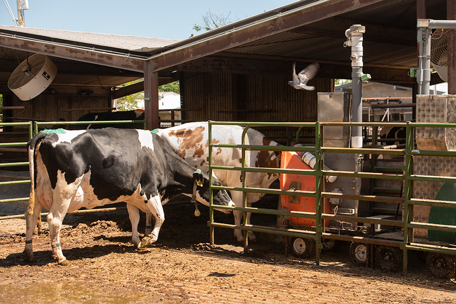 Two dairy cows in an open-air shed put their heads into a piece of machinery.