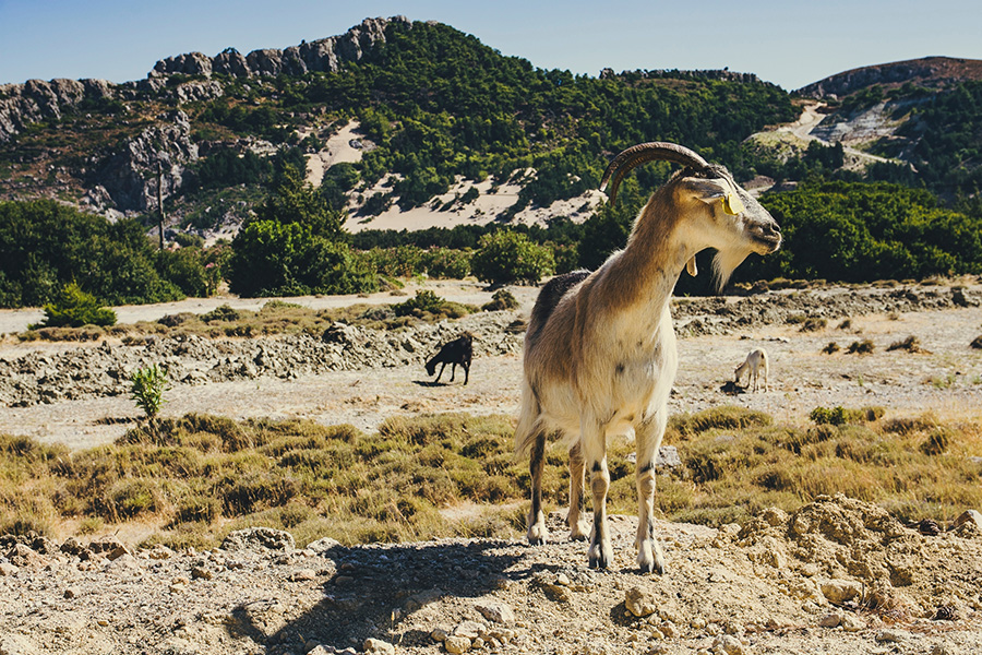A goat stands in an arid Greek landscape