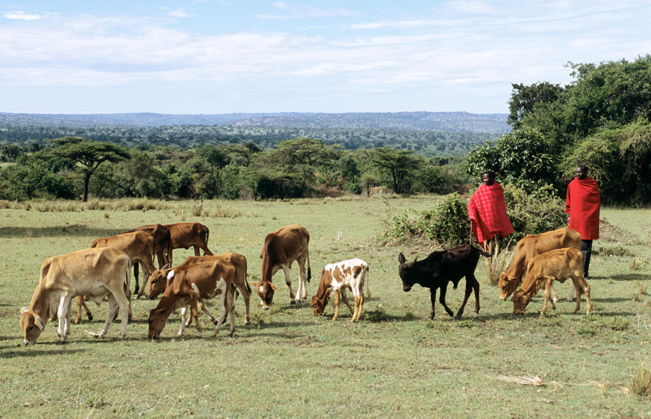Maasai herdsmen in Kenya watch over their cattle.