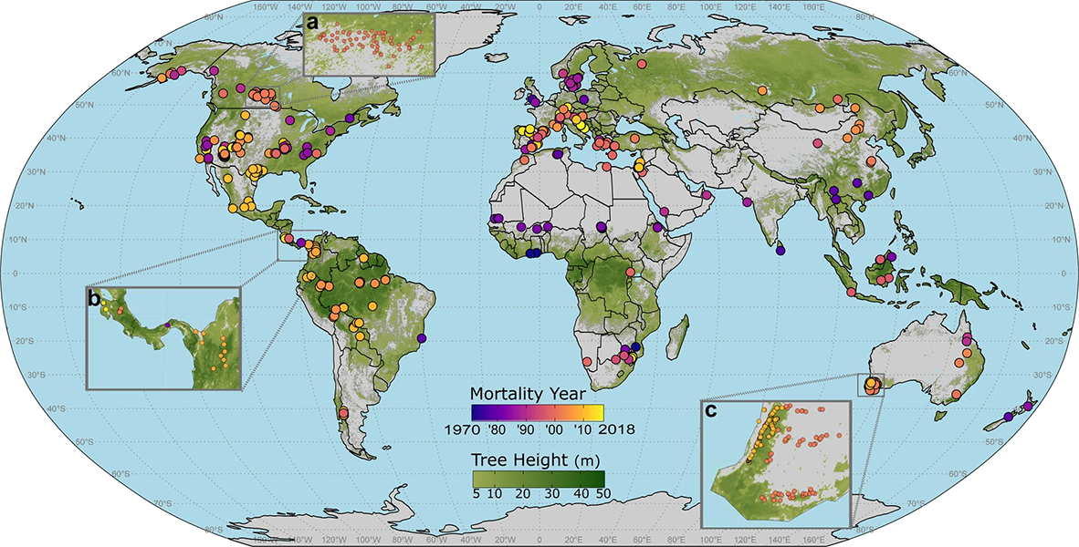 Graphic of the world showing the location of tree mortality events caused by drought, since 1970.