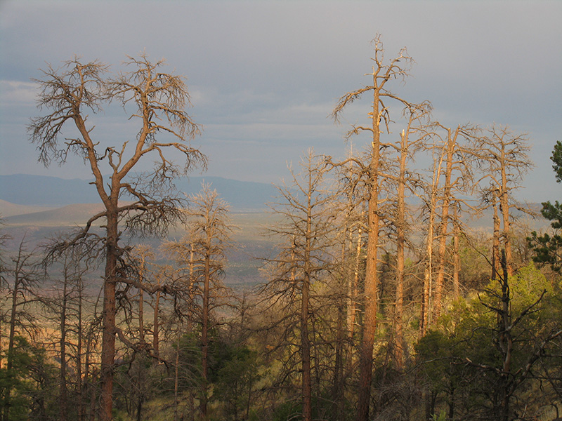 Photograph of dead ponderosa pines on a mountain slope.