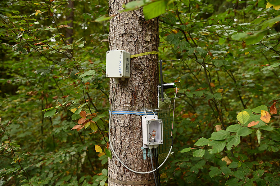Photo of a tree trunk with various monitoring devices attached to it. Green leaves of other trees in the background.