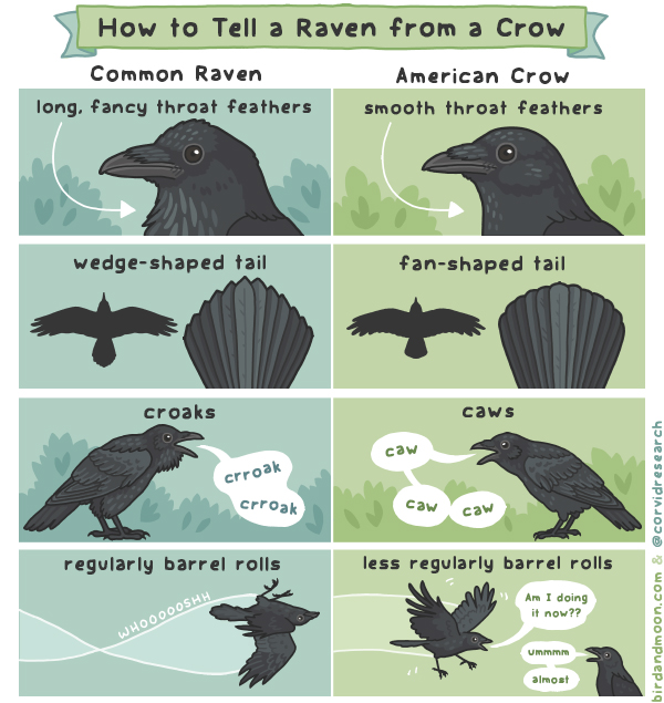 A comic comparing features of ravens and crows, including throat feathers, tails and croaks