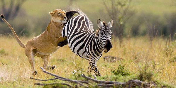 A lioness attacks a zebra
