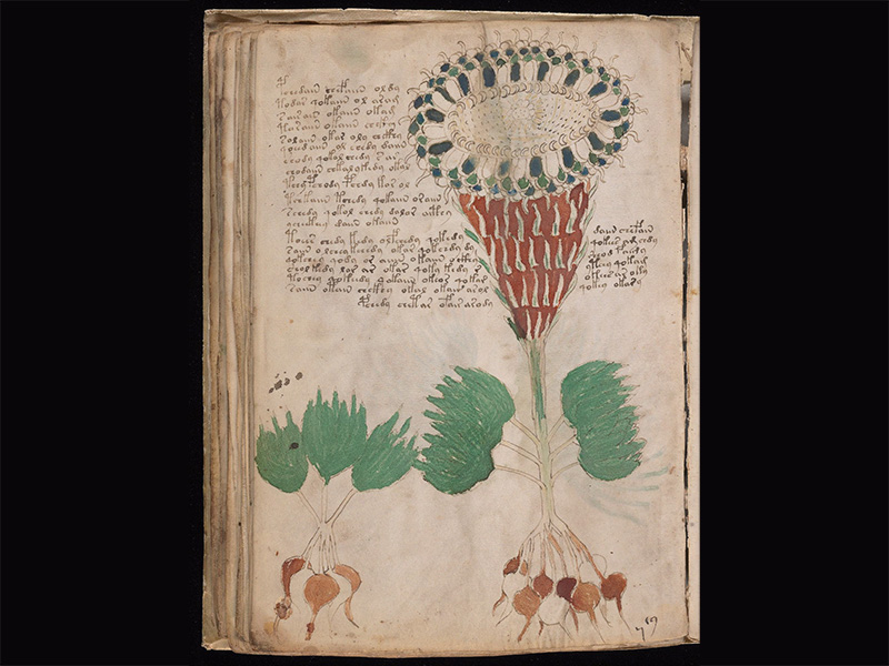 Manuscript page with huge red-and-blue cone-like flower, green leaves and radish-like roots. There is text on the page too.